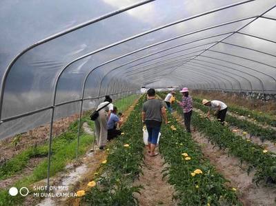 三元:打造花卉龙头企业