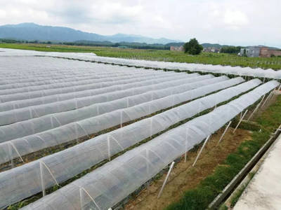 【关注】湾区时代农产品产区如何发力?怀集要当粤港澳的“后菜园”