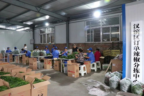 脱贫攻坚一县一业 陕西汉滨辣椒产业