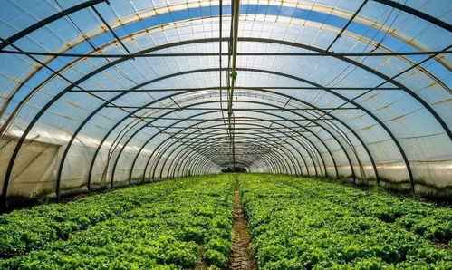 每日一题 福安葡萄大棚