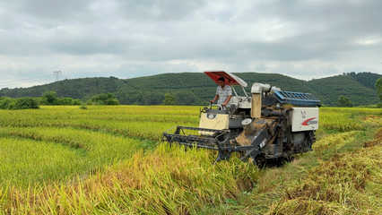 富川:锻造好米“链”产供销一体助农增收
