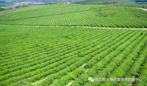 养好土壤：有机农业发展的基石