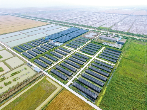 浙江慈溪恒海农业铁皮石斛长势喜人，助力现代农业高质量发展