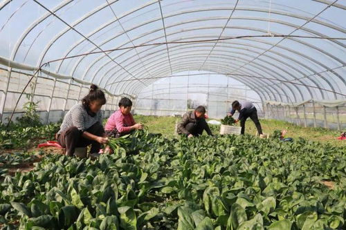 睢县 发展特色农产品品牌建设，助农增收助力乡村振兴