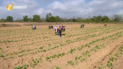 儋州绿色生态发展中探索中医农业，带动村民就业助力乡村振兴