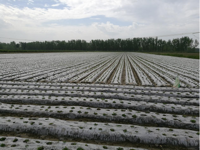 江汉明珠 多福多宝——走进湖北特色美食乡镇天门多宝农业开发