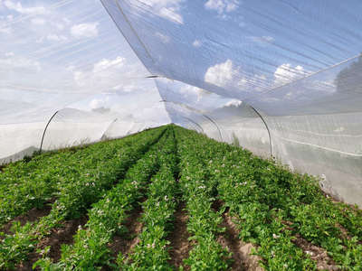 河北久恩农业开发 现代农业发展的创新典范