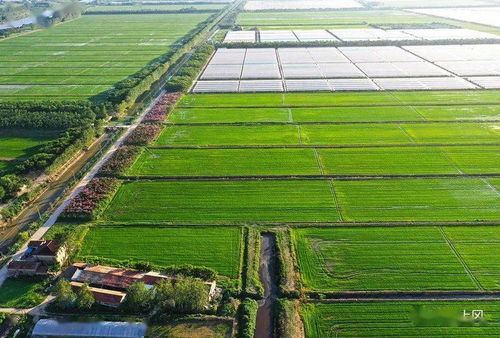 三港村 绿树繁花映照下的现代农业新画卷