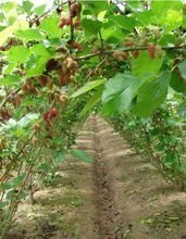 四川省四喜农业开发