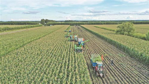 领鲜示范第一县 领跑农字号产业发展新赛道 青冈县鲜食玉米产业促农增收典型经验做法综述