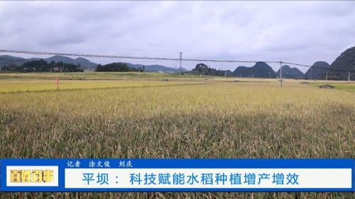 平坝 科技赋能新 稻 路