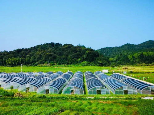 乳源巧绣精致农业发展画卷 农业开发的新路径