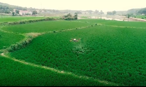 植保无人机助推君山现代农业绿色发展