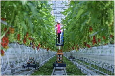 让“京字号”现代农业高质量腾飞——北京市农业品牌建设观察