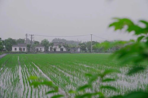 抢抓农时促春耕 夯实基础保发展——余旭峰强调扎实推进农业开发确保全年农业农村经济良好态势