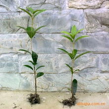 四川日香桂农业科技开发 优质种子种苗产品列表与农业开发服务