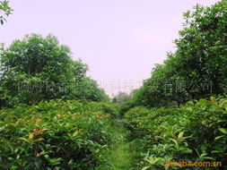 四川日香桂农业科技开发 乔木产品引领农业科技新篇章