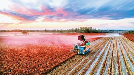 完整准确贯彻新时代党的治疆方略 以高质量农业开发扎实推进中国式现代化的新疆实践