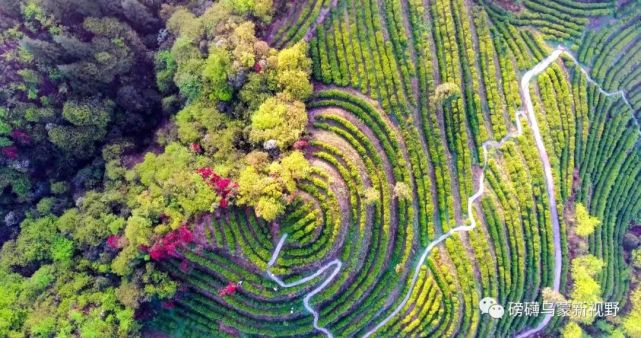 一个毕节企业家的绿色转身 从商业战场到农业开发的生态之旅