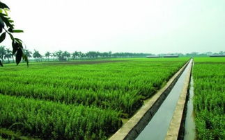 通星科技 以创新科技为农业开发注入新动能，驱动“三农”高质量发展